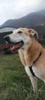 Rocky sucht ein neues Zuhause