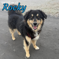 Rocky sucht erfahrene Menschen mit Herz und Verstand