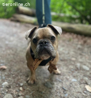 Rocky- unsere süsse Knutschkugel auf vier Beinen