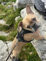 Rocky- unsere süsse Knutschkugel auf vier Beinen