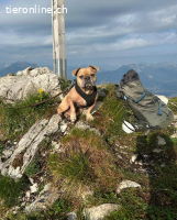 Rocky- unsere süsse Knutschkugel auf vier Beinen