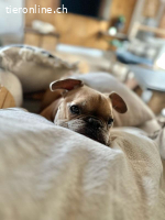 Rocky- unsere süsse Knutschkugel auf vier Beinen