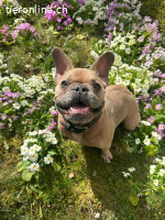 Rocky- unsere süsse Knutschkugel auf vier Beinen