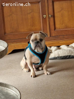 Rocky- unsere süsse Knutschkugel auf vier Beinen