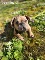 Rocky- unsere süsse Knutschkugel auf vier Beinen