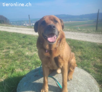 Rodos, lieber, freundlicher und dankbarer Hundesenior