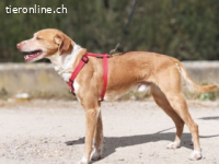 Rodri -ein ganz besonderer Schatz