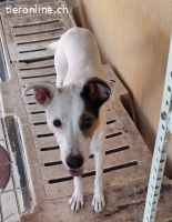 Roma, w./kastr., geb. 09/2022, Grösse: 11 kg/45 cm