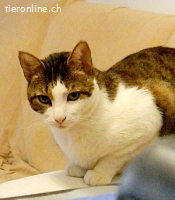 ROMEO 2 - MOECHTE NICHT MEHR AUF DIE STRASSE  NUR ALLEINE