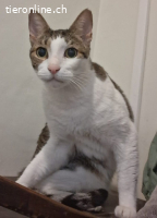 ROMEO 2 - MOECHTE NICHT MEHR AUF DIE STRASSE  NUR ALLEINE