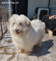 Romeo sucht Zuneigung und möchte geliebt werden