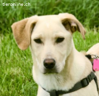 Ronaldo - ein junger Sunnyboy