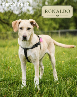 Ronaldo, ein junger Sunnyboy
