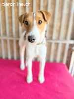 Ronja, Foxterrier-Mix, Vermittelt