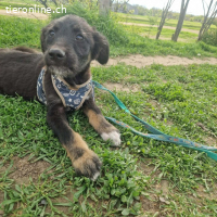 Ronja - lustiges Welpenmädchen