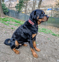 Rottweiler Kimbo sucht seine erfahrene Menschen