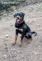 Rottweiler Kimbo sucht seine erfahrene Menschen