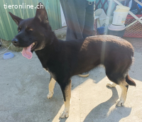 Roxan-2, liebe, freundliche und muntere Hündin