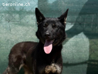 Roxan-2, liebe, freundliche und muntere Hündin