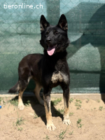 Roxan-2, liebe, freundliche und muntere Hündin