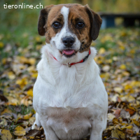 Roxi,fröhliche,liebevolle Hündin sucht ihr Für-immer-Zuhause