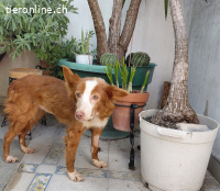 Roxy - Gnadenplatz gesucht