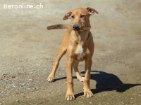 Roy-5, lieber, verspielter und lernfreudiger Welpe