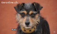RUBI