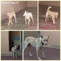 Rubia, w./kastr., geb. 01/2025, Größe: ca. 44 cm/10 kg