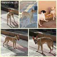 Rubia, w./kastr., geb. 01/2025, Größe: ca. 44 cm/10 kg