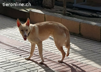 Rubia, w./kastr., geb. 01/2025, Größe: ca. 44 cm/10 kg