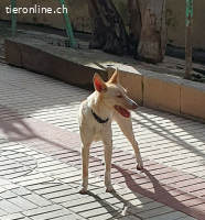 Rubia, w./kastr., geb. 01/2025, Größe: ca. 44 cm/10 kg