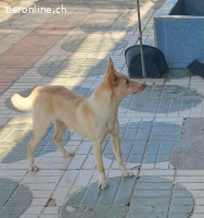 Rubia, w./kastr., geb. 01/2025, Größe: ca. 44 cm/10 kg