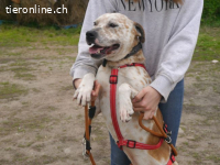 RUBINO, FRÖHLICHER MISCHLINGSRÜDE, CA. 4 JAHRE, 58CM, 23KG