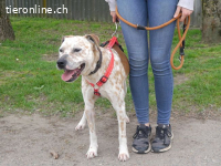 RUBINO, FRÖHLICHER MISCHLINGSRÜDE, CA. 4 JAHRE, 58CM, 23KG