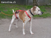 RUBINO, FRÖHLICHER MISCHLINGSRÜDE, CA. 4 JAHRE, 58CM, 23KG