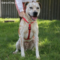 RUBINO, FRÖHLICHER MISCHLINGSRÜDE, CA. 4 JAHRE, 58CM, 23KG