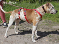 RUBINO, FRÖHLICHER MISCHLINGSRÜDE, CA. 4 JAHRE, 58CM, 23KG