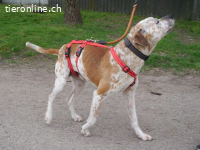 RUBINO, FRÖHLICHER MISCHLINGSRÜDE, CA. 4 JAHRE, 58CM, 23KG