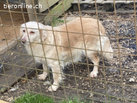 Ruby - vom Dunkel ans Licht