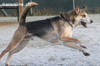 Rudi sucht Partner fürs restliche Leben! (9 Jahre)