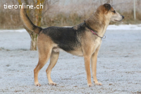 Rudi sucht Partner fürs restliche Leben! (9 Jahre)