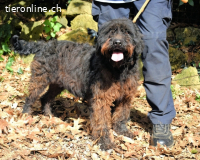 Rufino - 10 Schritte...