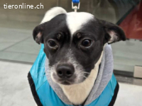 Rumi - kleines schwarz-weißes Herz auf vier Pfoten