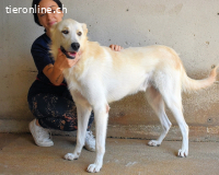 Rurik - das geheime Feuerwerk