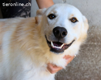 Rurik - das geheime Feuerwerk