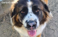 Ruszi, menschenbezogene, kinderliebe und verschmuste Hündin