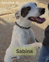 Sabina, männlich, kastr., geb. 2019 Größe: ca. 48 cm