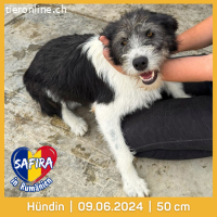 Safira absolut unkompliziert, aktiv, menschenbezogen,