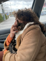 Saica, w./kastr., geb. 04/2025